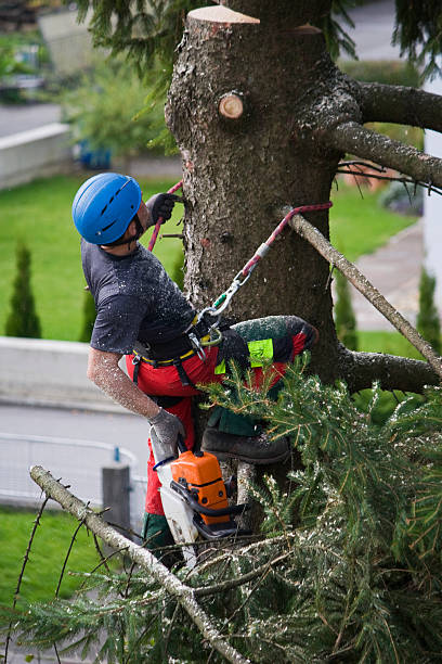 How Our Tree Care Process Works  in  Charlotte Hall, MD