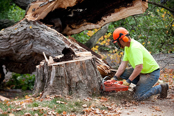 Best Firewood Processing and Delivery  in Charlotte Hall, MD